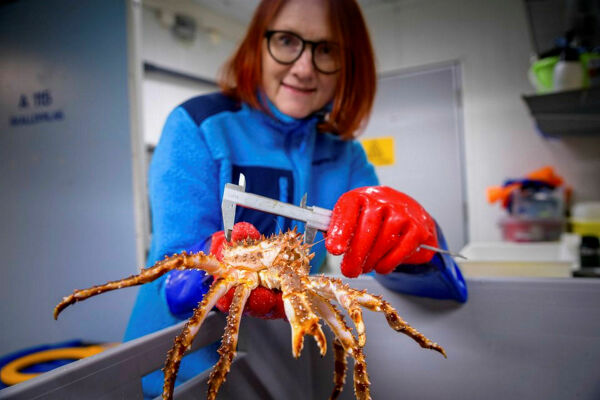 Småkrabber kan gi en helt ny næring