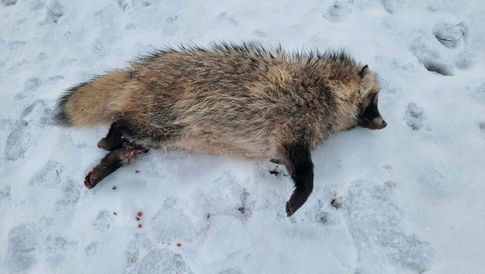 Lørdag kveld skjøt Inge Arvola denne mårhunder i Neiden, på opplyst åte med et velrettet skudd. Arten er uønska i Norge, og oppleves som en problemart.
 Foto: Inge Arvola