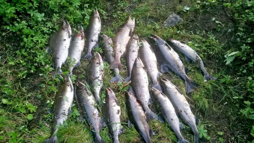 Russerlaksene (pukkellaksene) som den finske sportsfiskeren Eeva Nuorgam fikk i elva Vetsikko et par mil nedenfor Utsjoki på finsk side denne uka.
 Foto: Privat