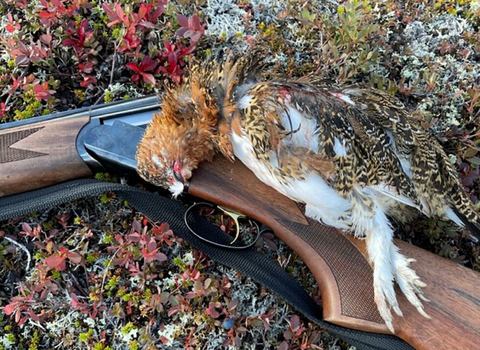 Småviltjegere som skal jakte i Finnmark denne høsten, må forholde seg til noe redusert kvote sammelignet med fjorårets jakt.
 Foto: Privat