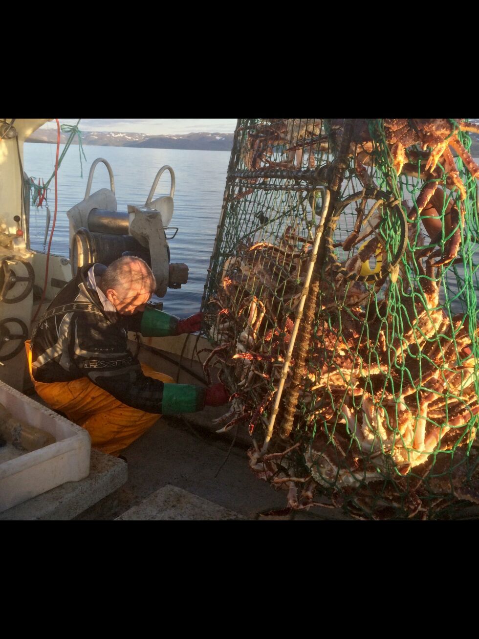 Tidligere har kongekrabbefisket vært forbeholdt fiskere bosatt i Øst-Finnmark, men nå vil regjeringen slippe til fiskere fra hele Finnmark fylke.
 Foto: Arkiv
