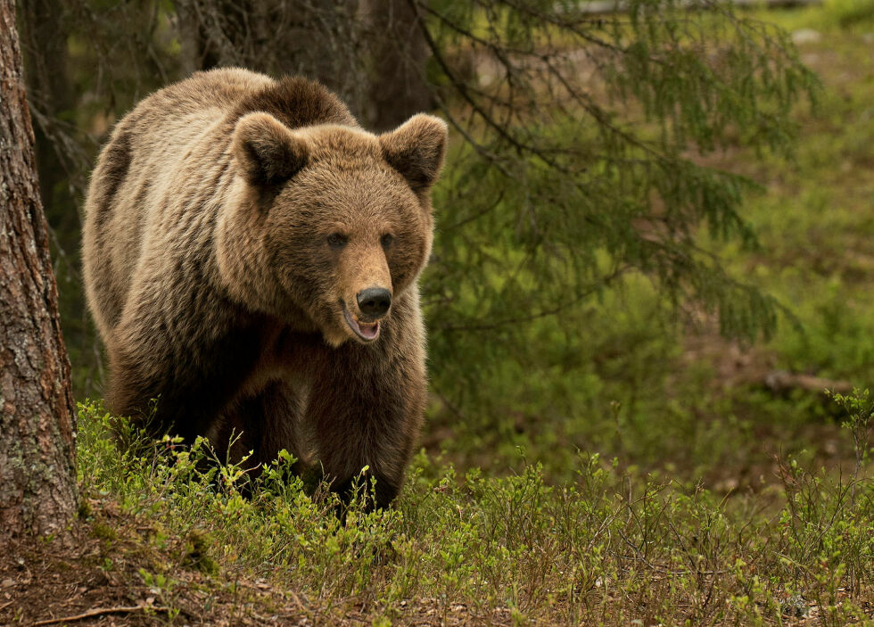 Sauebøndene i Tana har hatt større tap til bjørnen de siste årene, og vil ha mer kunnskap frem om hvordan bestanden utvikler seg både i størrelse og utbredelse.
 Foto: Irene Andersen