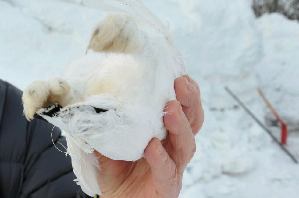 Det er nå veldig få som driver med snarefangst, og Finnmarkseiendommen håper å få flere med fra neste vinter av.
FOTO: Birgitte Wisur Olsen