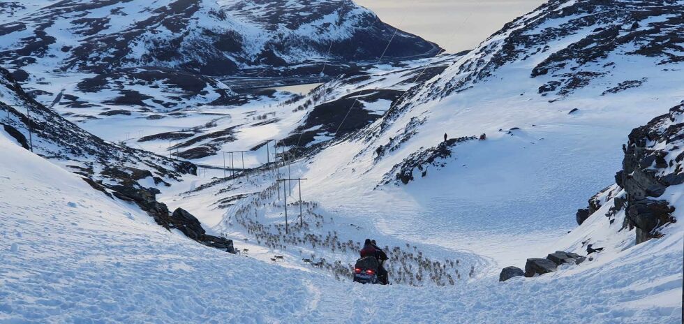 Rein på Sieidi / Skarvberget. (Foto:Skuohtanjárga siida)