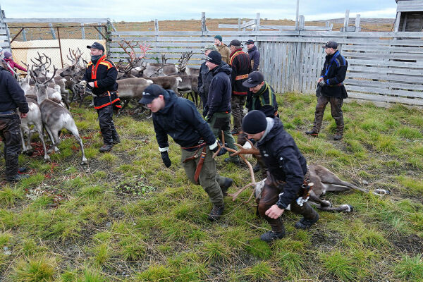 Feite rein i Jarfjord-siidaen