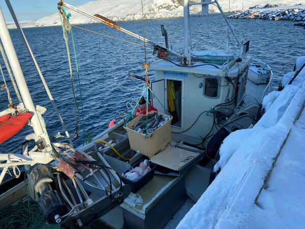 Intet fiskemottak i Bugøynes