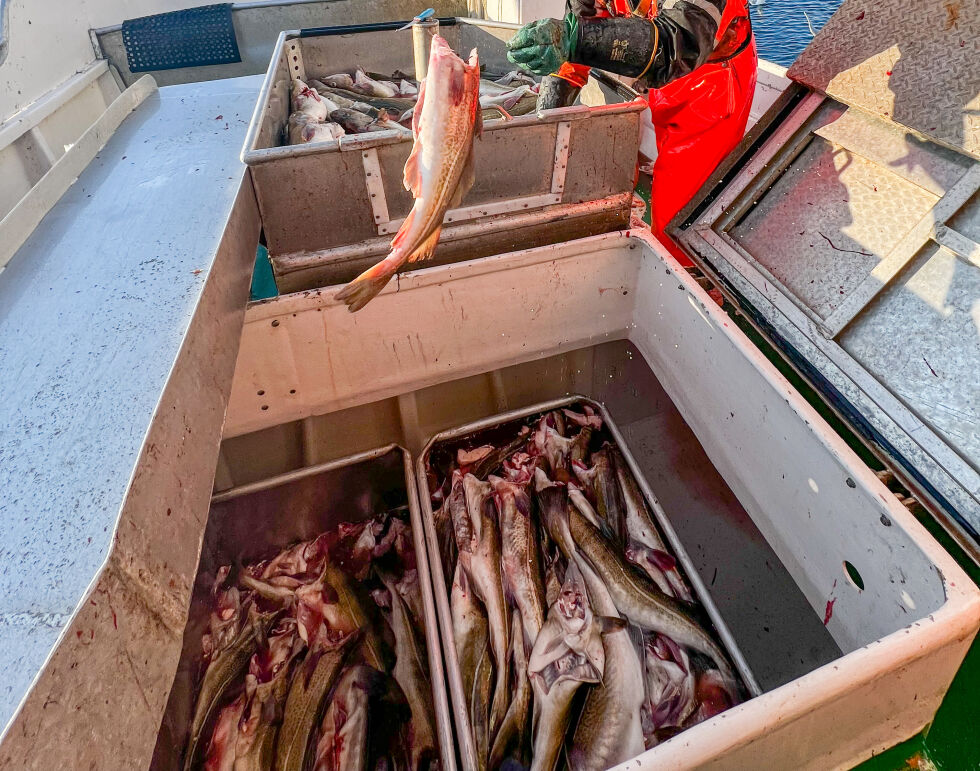 Nylig fangst fra Smørfjord. Porsangerfjorden 3.0. har som mål å få opp den stedegne torskebestanden og at bestanden blir selvbærende. Om noen år er det kanskje nok fisk i fjorden til at flere kan høste av ressursene.
 Foto: Irene Andersen