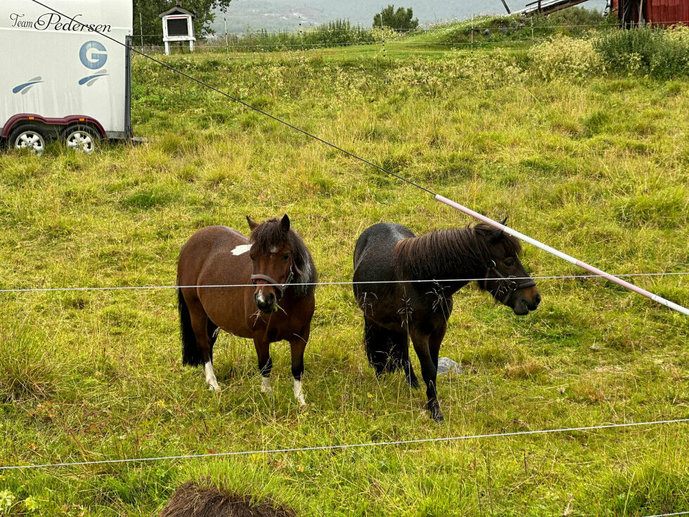 De amerikanske minihestene Maja og Sol er på avlasting som gressklippere hos familien Borthen-Mikkola i Karpbukt i Jarfjord, der de er blitt svært populære hos barn og unge i særdeleshet.
 Foto: Hallgeir Henriksen