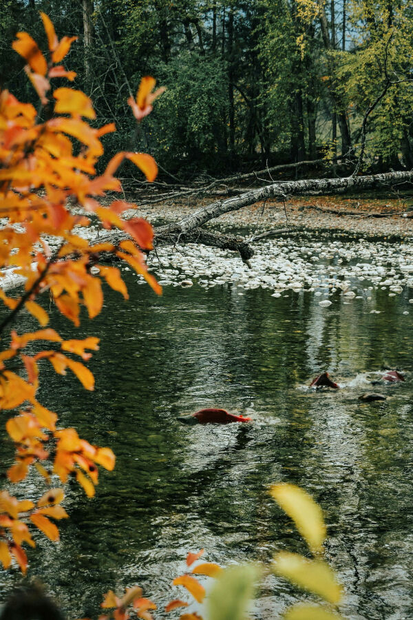 Urfolk i Canada feiret åpning av fiskepassasje