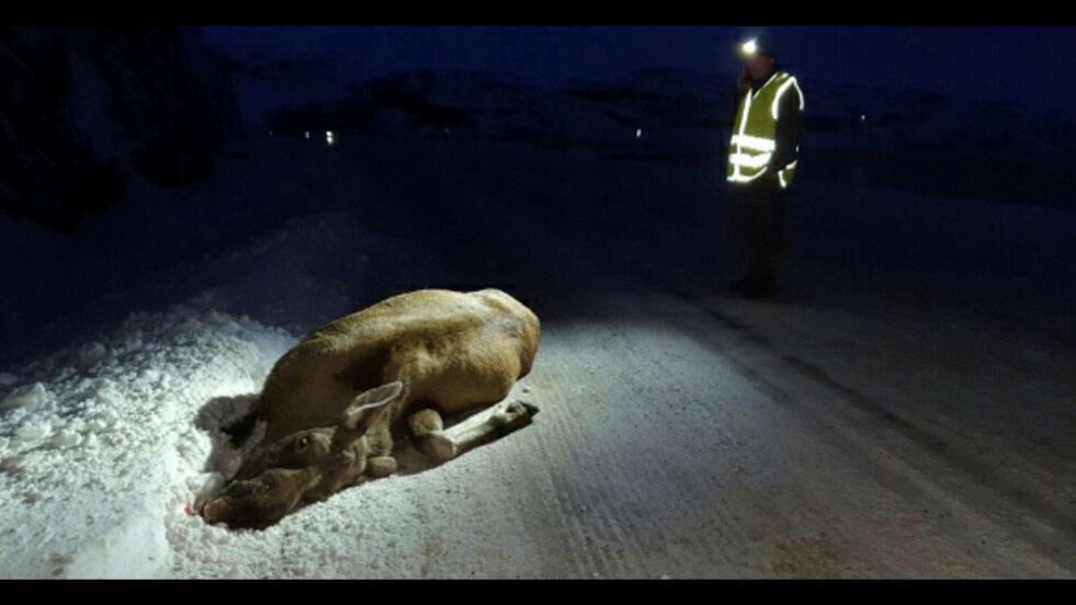 Denne elgen ble påkjørt sist lørdag i området mellom Nyelv og Barsnes. Torsdag kveld var det en påkjørsel like ved Karlebotn. Foto: Privat
 Foto: Privat