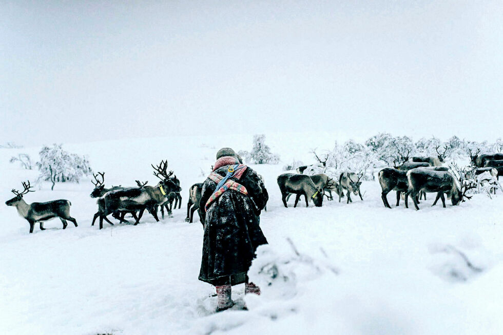 Ny lov gir mer makt til siidaene.
 Foto: Arctic Ilo