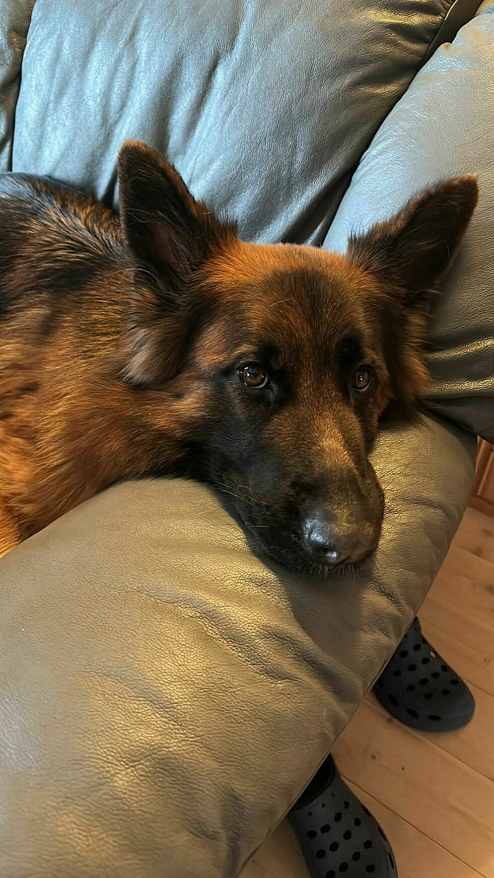 Fagerheim takker alle som har hjulpet til med å lete etter Dipzy (2).
– Det ble heldigvis en fin avslutning på denne leteaksjonen, så nå er det bare å slappe av på sofaen, sier en lettet matmor.
Foto: Privat