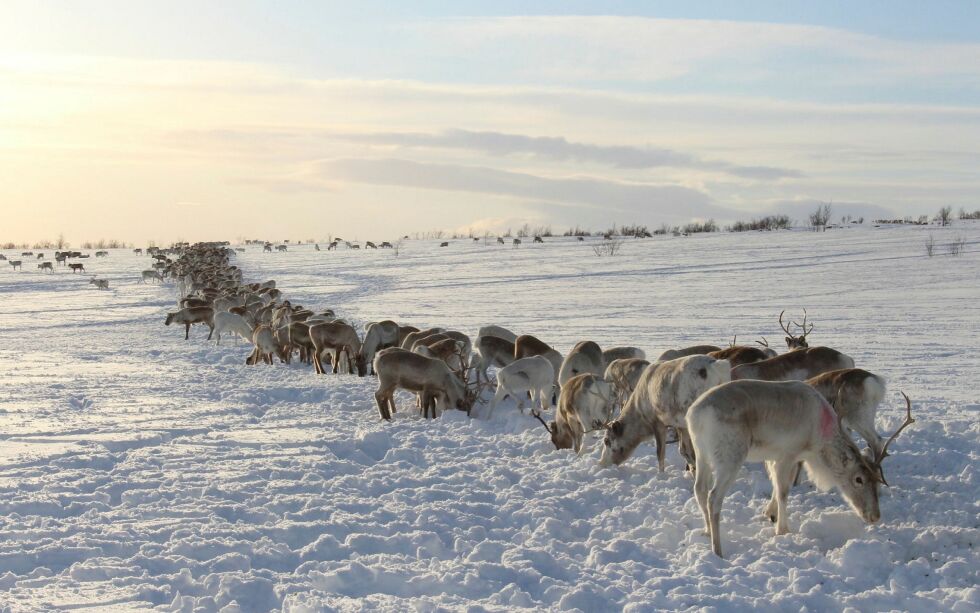 Undersøkelser viser at det kan være utfordrende å bygge sperregjerder som effektivt hindrer rein i å ta seg forbi gjerdene, spesielt i snerike områder.
ILLUSTRASJONSFOTO: ELISE EMBLA SCHEELE
