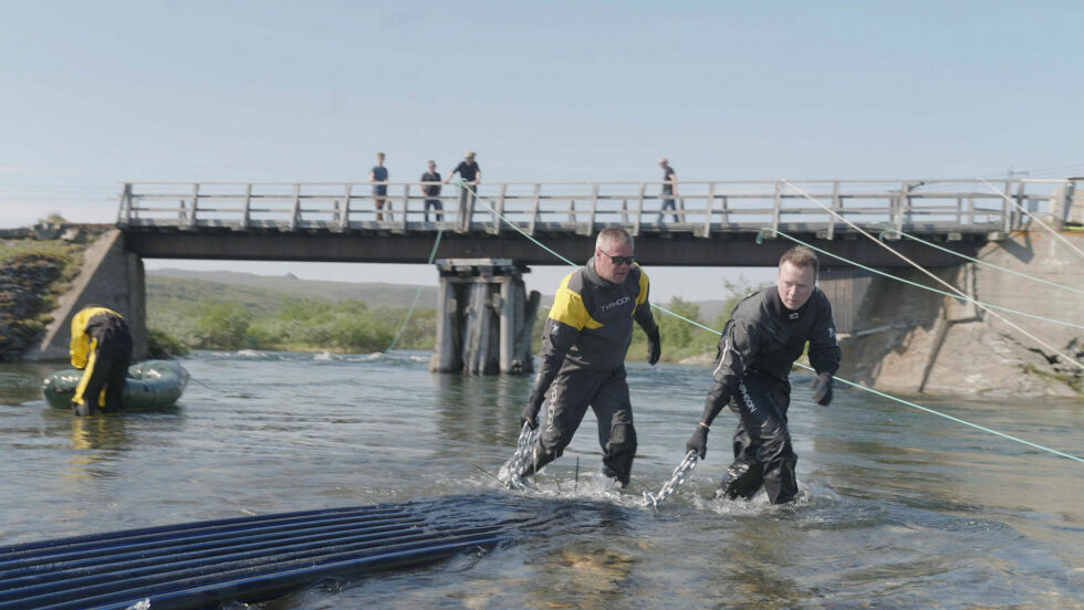 Det arbeides med å finne fiskefeller som gjenkjenner og fjerner pukkellaks fra elvene. Fire selskaper er nå med i en konkurranse om å finne løsninger, og sommeren 2025 vil to prototyper bli testet ut i elver i Finnmark.
 Foto: Bendik Skogli, Screen Story