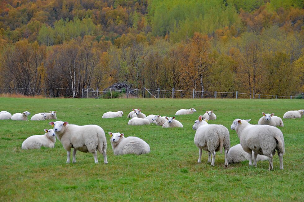 Gode beiteforhold gjør at det ennå er mange sauer i neidenområdet, som ikke har kommet til gårds og beiter på jordene, som dem vi ser på bildet.
 Foto: Hallgeir Henriksen