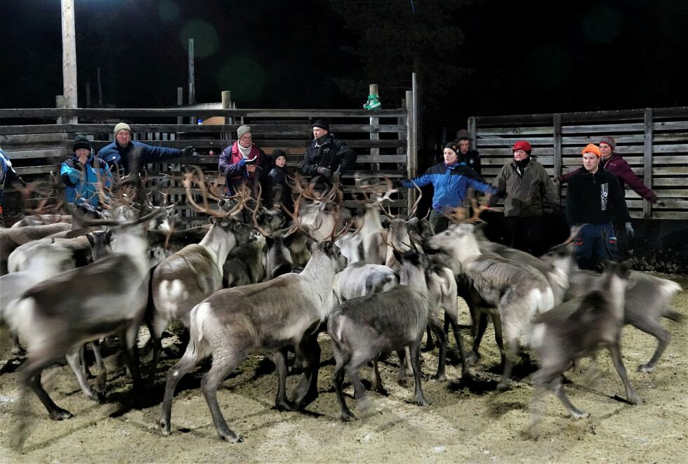 Reinmerking i Øvre Pasvik. Ennå gjenstår merking av en del dyr som fremdeles går rundt i dalen.
 Foto: Yngve Beddari
