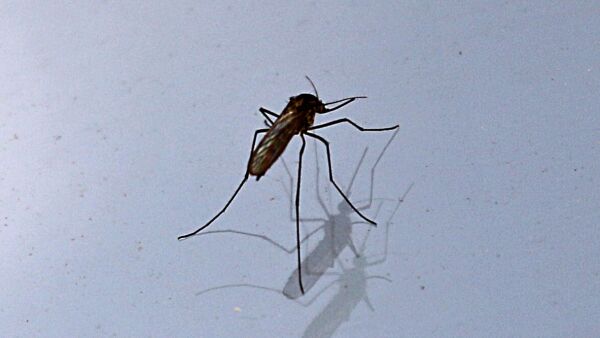 Malaria­mygg i Pasvik