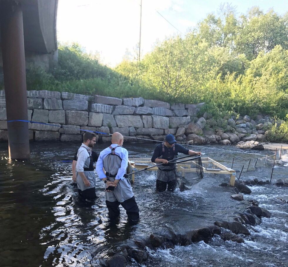 Her ser vi kommunikasjonssjef Jo Randen og statsråd i Klima- og miljøverndepartementet, Sveinung Rotevatn, sammen med Joakim Schistad (skjult) og Iver Magga ved laksefella i Munkelva.
 Foto: Privat
