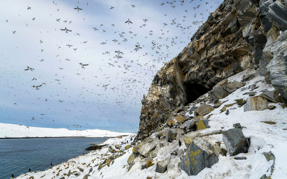 Vardø kommune krever snar­lige tiltak for å for­hindre fortsatt bestands­ned­gang av sjøfugl i Reinøya og Hornøya naturreservat.
 Foto: Cecilie Bergan Stuedal