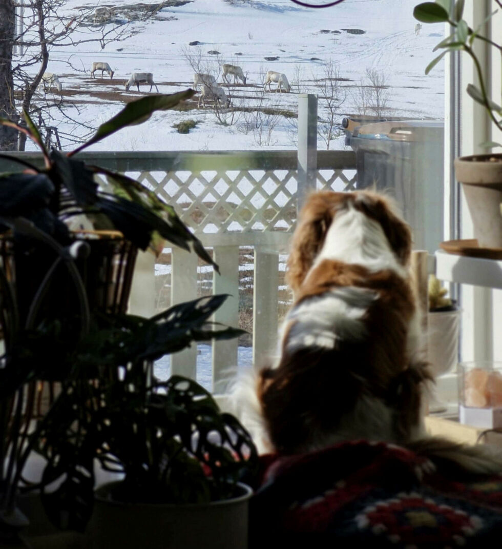 Ikke uten grunn at båndtvangen er nødvendig. En stor hund ville ikke latt seg stanse.
 Foto: Randi Irene Losoa