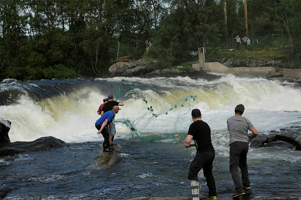 Livjelak/käpälä er det urgamle skoltesamiske fisket etter laks i Skoltefossen.
 Foto: Hallgeir Henriksen