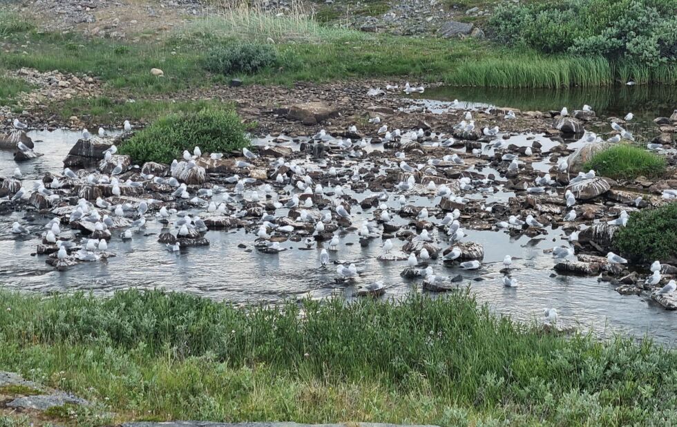 Det har aldri tidligere vært påvist fugleinfluensa i det omfanget man nå opplever i Øst-Finnmark.
 Foto: Torbjørn Ittelin