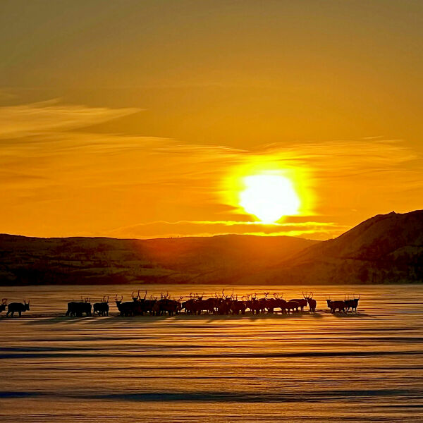 Rein i solnedgang på Stuorra Juramjávre