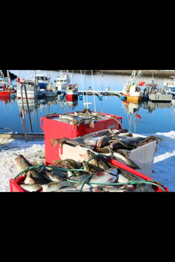 Fiskemottaket i Kløvnes åpent