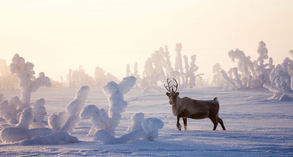 Planen er å få ut i alt 24 fotobokser i to reinbeitedistrikter i Porsanger og Tana/Varanger.
Foto: June Helén Bjørnback