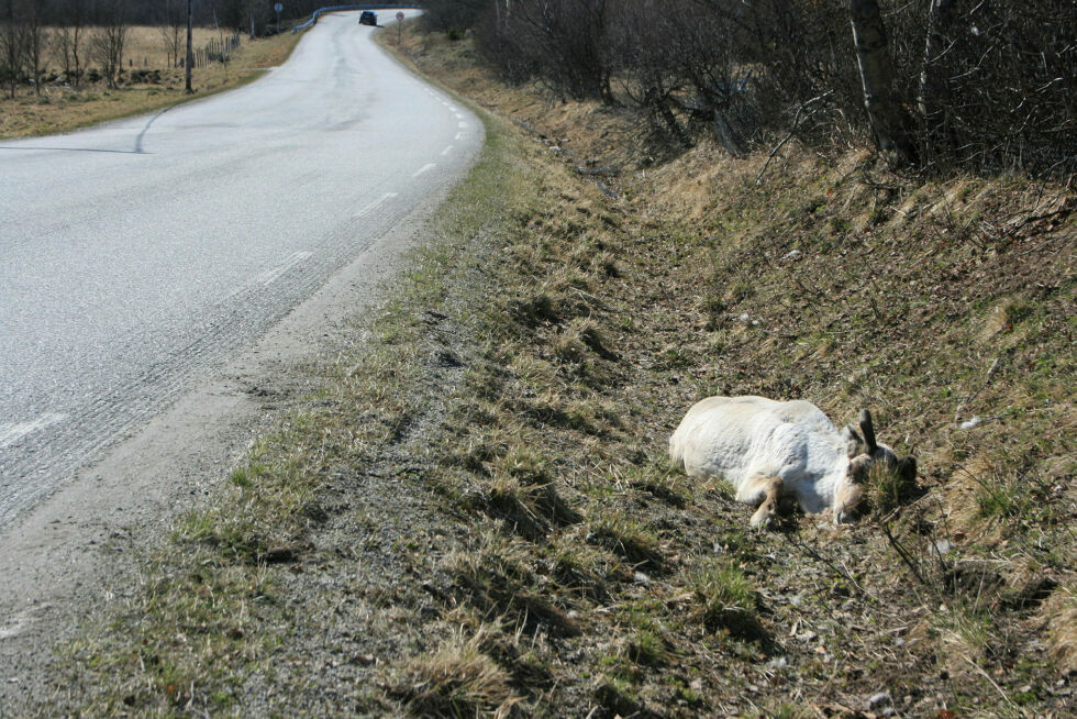 Onsdag formiddag lå dette reinsdyret i veigrøfta i Igeldas, to mil nord for tettstedet Lakselv.
 Foto: Anthon Sivertsen