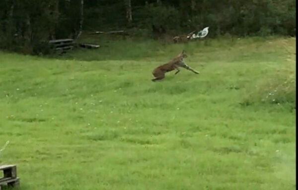 Gaupa slo seg til 40 meter fra stuevinduet