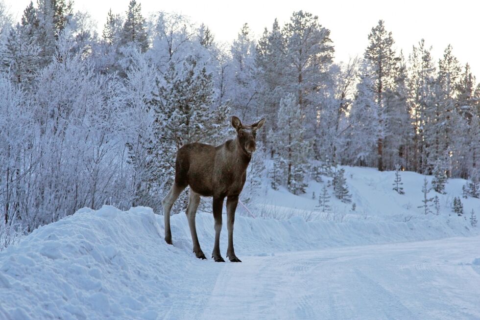 I løpet av vinteren vil elg i Tana og Varanger bli merket med GPS-sendere
 Foto: Roy-Arne Thomassen (arkiv)