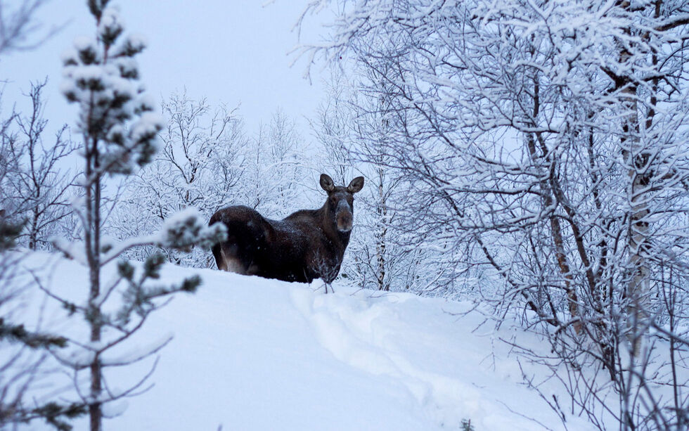 FeFo skal på nyåret avholde bestandsplanmøte med kommunene, og tellinga som er gjort i Nesseby og Tana vil være med i vurderingen av forvaltningen av elgen de kommende årene.