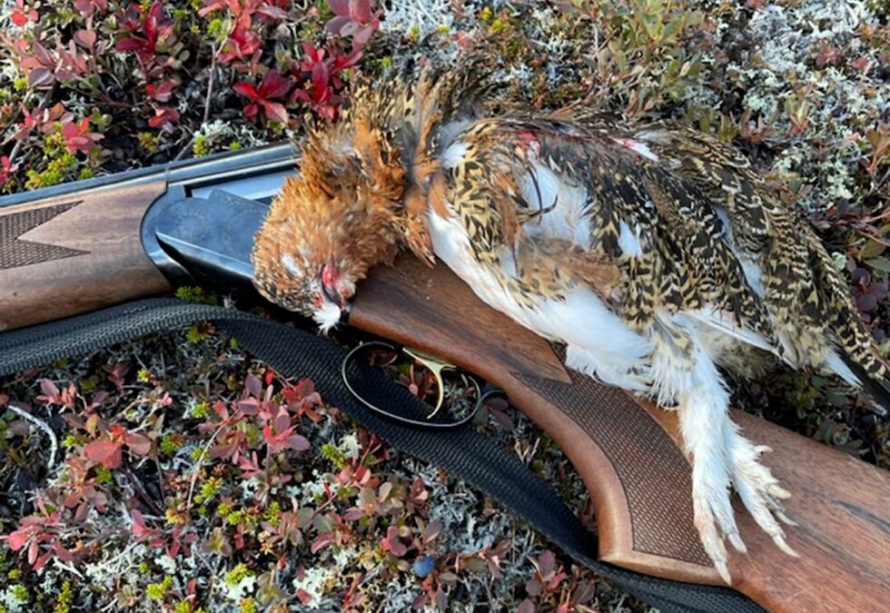 Mye tyder på at det bli en bra rypehøst i Finnmark.
 Foto: Privat