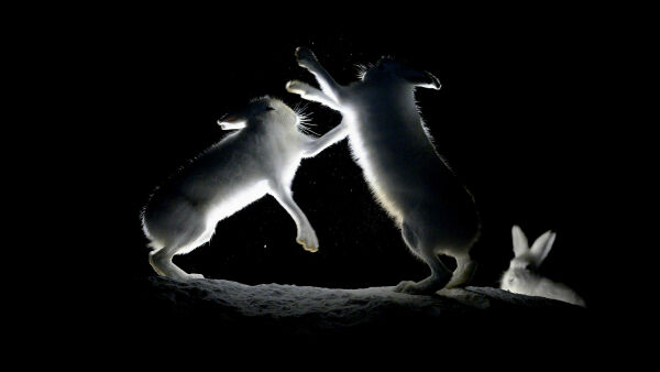 Hareskjulet i Varanger lokker internasjonale fotografer