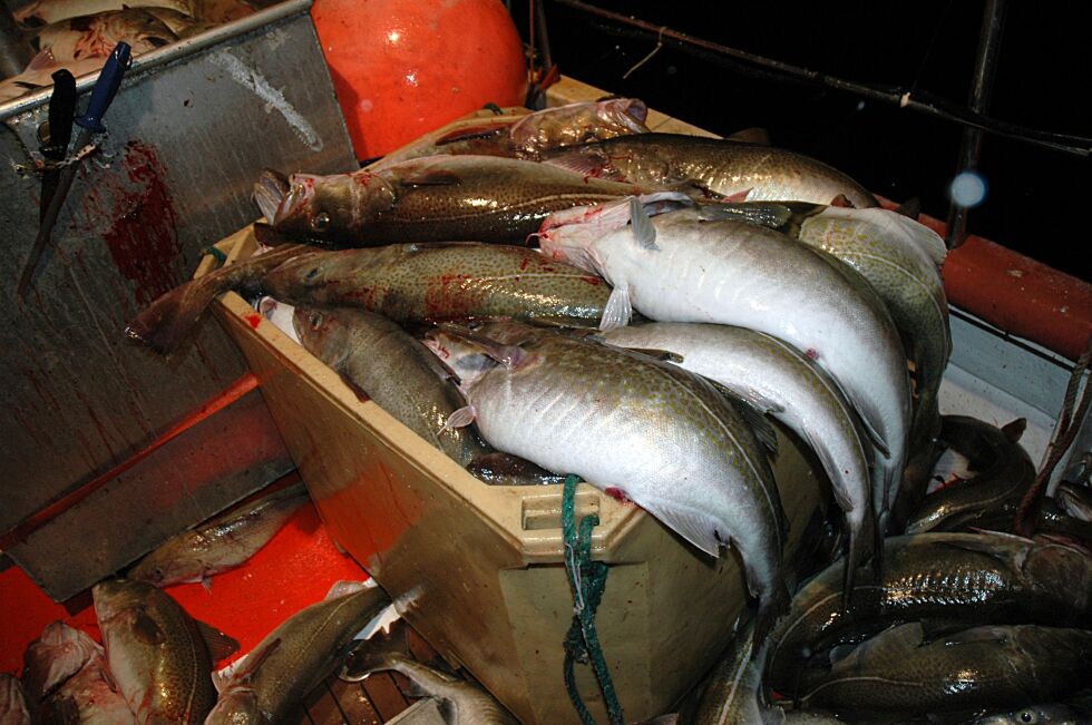 Lagmannsretten har nylig avgjort en tvist om hvem som skal ta sløyeregninga for nær 300.000 kilo torsk levert i 2013. Fiskemottaket må sjøl ta regninga fordi det ikke foreligger en skriftlig avtale som kan dokumentere hva som ble avtalt per telefon.
 Foto: Tom Hardy (Arkiv)