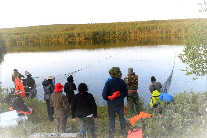 Bil­det vi­ser Skum-fa­mi­li­en som drar not i Ávžejávri. Nils Ole og søsk­ne­ne har vært med til Ávževuopmi si­den de var barn. Så kom motor­ferd­sel­lov­en som be­gren­set når fa­ren kun­ne ta dem med. Han for­tel­ler om yt­ter­li­ge­re inn­­skjerp­ing da fyl­kes­mann­en inn­før­te et nytt og stren­ge­re re­gi­me fra mid­ten av 1990-tall­et.
 Foto: Privat