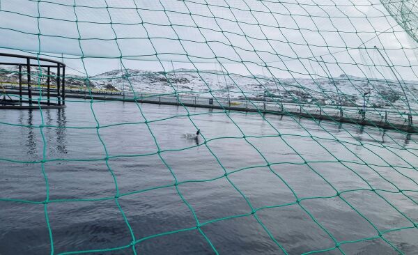 Lysmiljøet til laksefisk er nå under lupen