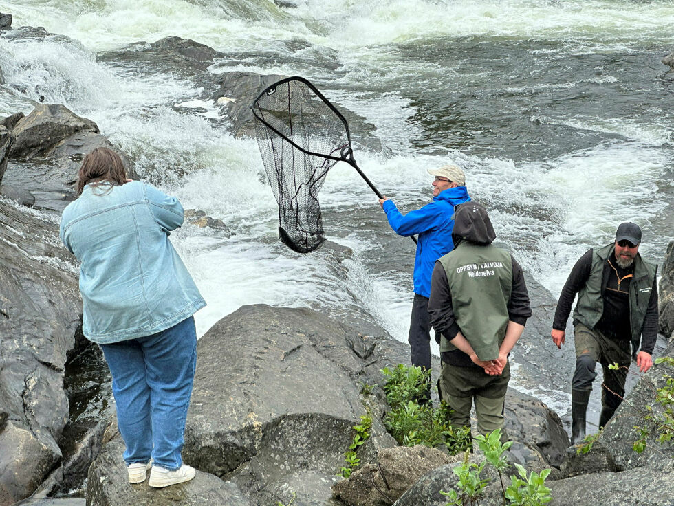 Her har miljøminister Bart Eide akkurat fanga en russelaks med håven i Skoltefossen.
 Foto: Hallgeir Henriksen