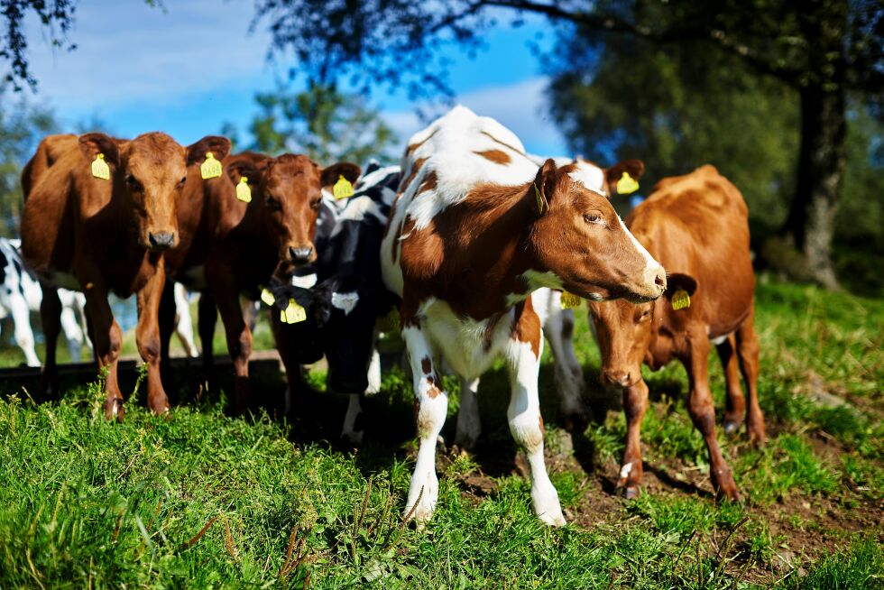 I 2018 ble det tatt i alt 4040 prøver av norske landdyr og animalske produkter. Ingen av analysene viste konsentrasjoner av legemiddelrester som tydet på ulovlig bruk av legemidler.
 Foto: Mattilsynet