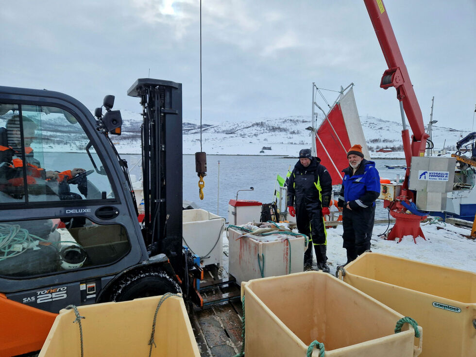 Trucken henter torsken fra kaikanten, Ronetas Vadapalas fra Lyder Fisk AS kjører truck, mens fiskerne John Olav Guttorm (til venstre) og Bertil Johnsen (til høyre) følger med.
 Foto: Tom Hardy