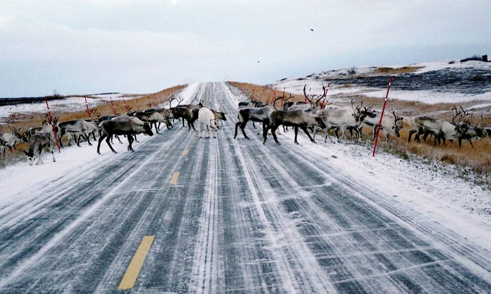 Islagte områder på fjellet har gjort at reinen trekker seg ned mot lavlandet.
 Foto: Odd Mathis Hætta