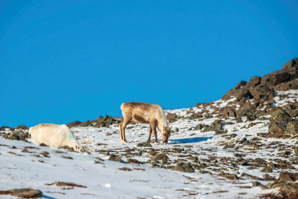 Reinen er kommet tilbake til Magerøya for sommerbeite, og kalvingen tok til 5. mai.
 Foto: Jon Andre Brynjulfsen Lundal