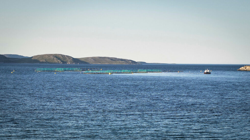 I den ferske risikorapporten kommer det frem at forskerne har vurdert Vest-Finnmark som et område med høy risiko for dårlig dyrevelferd.
 Foto: Geir Johansen