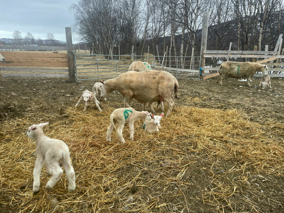 Finnmark Bondelag mener be­stands­mål­ene for Finn­mark bør re­du­se­res slik at rov­vilt ikke in­va­de­rer B-om­rå­de­ne.
 Foto: Birgitte Wisur Olsen