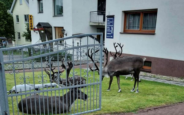 Samerådets klimarapport, reindrift og ansvar