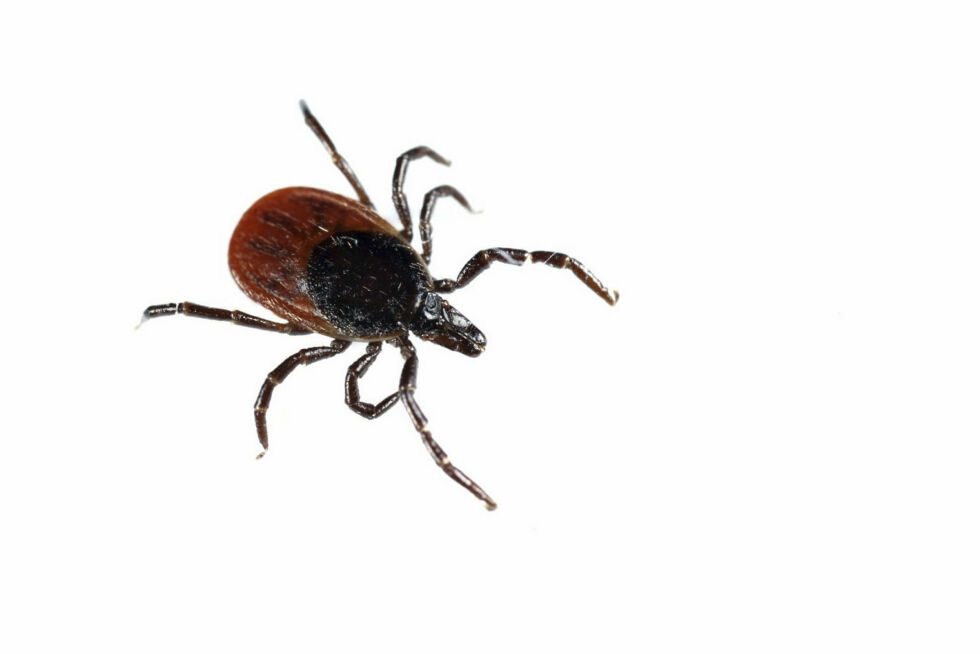 Det er denne krabaten som setter en støkk i folk hvert år. Men nei, de har neppe kommet med rådyrene.
 Foto: Flåttsenteret.no