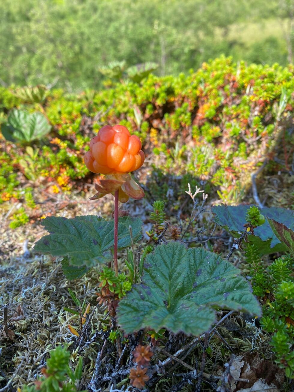 Nå har de første multene på den vakre øya blitt modne. Alle foto: Elin Margrethe Wersland
 Foto: Elin Wersland