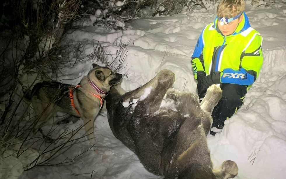 Tor Nikolai Henriksen og hunden Suki var sammen med Tor Gunnar Henriksen da den hardt skadde elgkalven ble funnet like ved veien.
ALLE FOTO: TOR GUNNAR HENRIKSEN