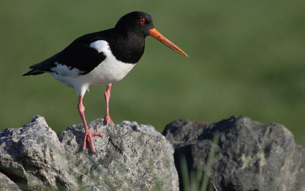 Norsk institutt for naturforskning ønsker å sette ut i alt 11 lyttestasjoner i Vadsø og Sør-Varanger i forbindelse med et forskningsprosjekt. 
ILL. FOTO: MARTIN EGGEN
